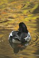  Avifaune, oiseau, garrot à oeil d'or, automne, Lorraine 