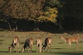  Mammifères, cervidés, biches, brame, automne, lorraine 