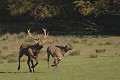  Mammifères, cervidés, biches, cerfs, brame, automne, lorraine 
