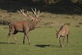  Mammifères, cervidés, biches, cerfs, brame, automne, lorraine 