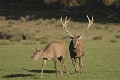  Mammifères, cervidés, biches, cerfs, brame, automne, lorraine 