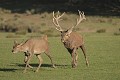  Mammifères, cervidés, biches, cerfs, brame, automne, lorraine 