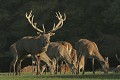  Mammifères, cervidés, biches, cerfs, brame, automne, lorraine 