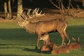  Mammifères, cervidés, biches, cerfs, brame, automne, lorraine 