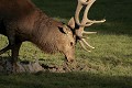  Mammifères, cervidés, biches, cerfs, brame, automne, lorraine 