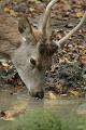  Mammifères, cervidés, cerfs, brame, à l'eau, automne, lorraine 