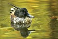  Avifaune, oiseau, canard souchet, mare, automne, lorraine 