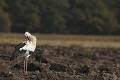  Avifaune, oiseau, cigogne blanche, champs, automne, lorraine 
