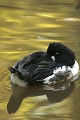  Avifaune, anatidés, oiseau, garrot à oeil d'or, mare, automne, lorraine 