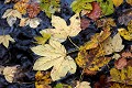  Automne, feuilles, cascade saint nicolas, oderen, vallée thur, haut-rhin , alsace 