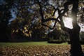  parc wesserling, arbres remarquables, automne, vallée thur, haut-rhin, alsace 