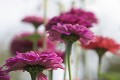  parc, jardins potagers, wesserling, zinnia, vallée thur, haut-rhin, alsace 