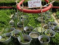  jardins métissés, parc wesserling, potagers, vallée thur, haut-rhin, alsace 