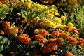  jardins métissés, parc wesserling, potagers, vallée thur, haut-rhin, alsace 