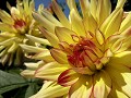  jardins métissés, parc wesserling, potagers, vallée thur, haut-rhin, alsace 