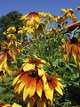  jardins métissés, parc wesserling, potagers, vallée thur, haut-rhin, alsace 