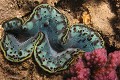  mollusque, bénitier géant, tridacta maxima, marsa alam, mer rouge, égypte 
