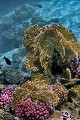  récif corallien, corail de feu, corail framboise, acropore, millepora, pocillopora verrucosa, acropora, marsa alam, mer rouge, égypte 