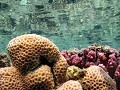  récif corallien, corail framboise, favia, pocillopora verrucosa, marsa alam, mer rouge, égypte 