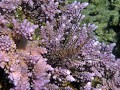  poisson, poisson lion, rascasse volante, pterois miles, acropore, acropora cf.valida, forme bois de cerf de Quseir, marsa alam, mer rouge, égypte 