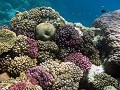  récif corallien, acropore, acropora, corail cerveau, platygyra daedalea, marsa alam, mer rouge, égypte 