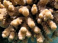  corail, acropora, marsa alam, mer rouge, égypte 