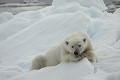  mammifère, ours polaire, ursus maritimus, banquise, spitzberg, norvège 