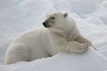  mammifère, ours polaire, ursus maritimus, banquise, spitzberg, norvège 