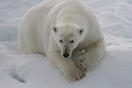  mammifère, ours polaire, ursus maritimus, banquise, spitzberg, norvège 