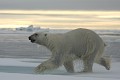  mammifère, ours polaire, ursus maritimus, banquise, spitzberg, norvège 