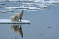  mammifère, ours polaire, ursus maritimus, banquise, spitzberg, norvège 