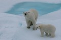  mammifère, ours polaire, ursus maritimus, banquise, spitzberg, norvège 