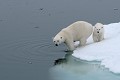  mammifère, ours polaire, ursus maritimus, banquise, spitzberg, svalbard, norvège 