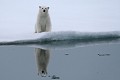  mammifère, ours polaire, ursus maritimus, ourson, banquise, spitzberg, svalbard, norvège 