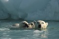  mammifère, ours polaire, ursus maritimus, banquise, iceberg, cote nord est groenland 