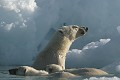  mammifère, ours polaire, ursus maritimus, banquise, iceberg, cote nord est groenland 