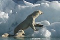  mammifère, ours polaire, ursus maritimus, banquise, iceberg, cote nord est groenland 