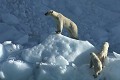  mammifère, ours polaire, ursus maritimus, banquise, iceberg, cote nord est groenland 