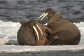  mammifère, morses, banquise, spitzberg, svalbard, norvège 