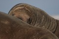  mammifère, morses, banquise, spitzberg, svalbard, norvège 