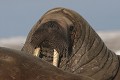  mammifère, morses, banquise, spitzberg, svalbard, norvège 