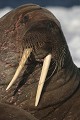  mammifère, morses, banquise, spitzberg, svalbard, norvège 