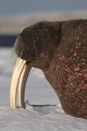  mammifère, morses, banquise, spitzberg, svalbard, norvège 