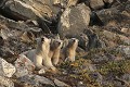  mammifère, ours polaire, ursus maritimus, côte nord est groenland 