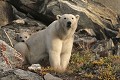  mammifère, ours polaire, ursus maritimus, côte nord est groenland 