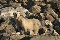  mammifère, ours polaire, ursus maritimus, côte nord est groenland 