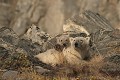  mammifère, ours polaire, ursus maritimus, côte nord est groenland 