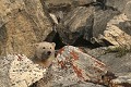  mammifère, ours polaire, ursus maritimus, côte nord est groenland 