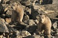  mammifère, ours polaire, ursus maritimus, côte nord est groenland 