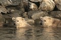  mammifère, ours polaire, ursus maritimus, côte nord est groenland 